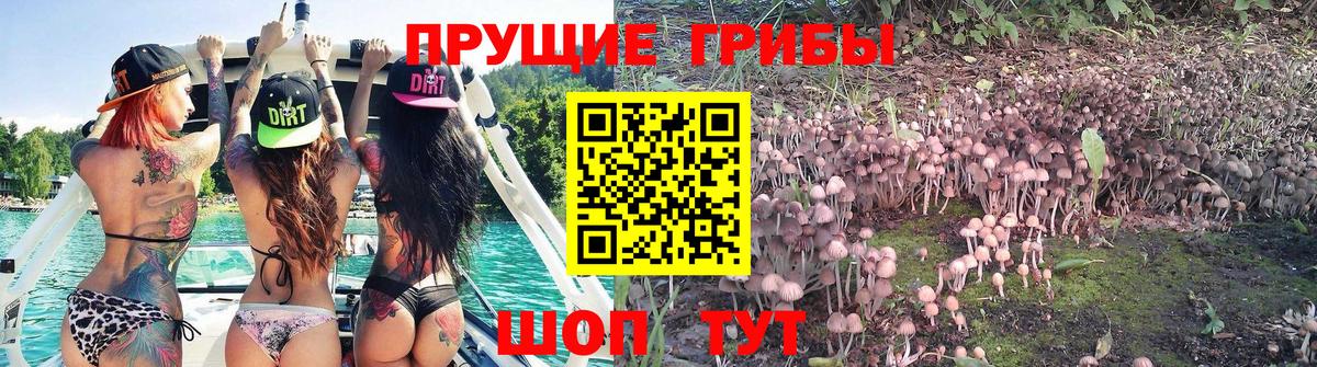 Новокубанск  Галлюциногенные грибы Psilocybe  Вход с VPN 